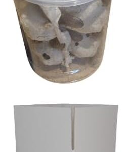 300 Large Dubia Roaches Live - Bearded Dragon Live Food | Reptile Food, Feeders for Reptiles